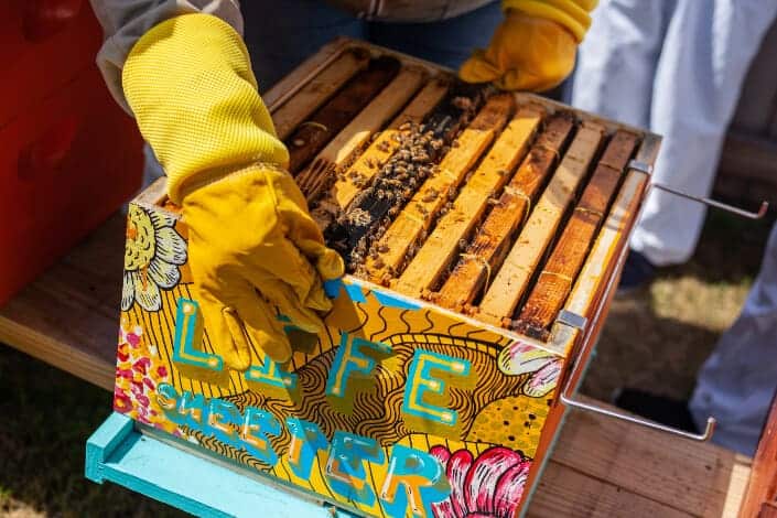 Beekeeper picking up a beehive box