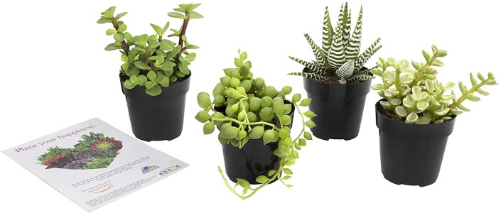 Office Plants (1)