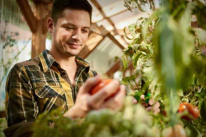 man picking ripe tomato