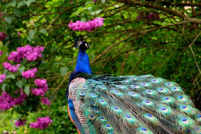 Peacock walking.