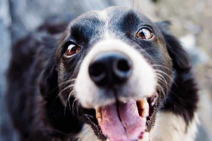 Happy dog smiling