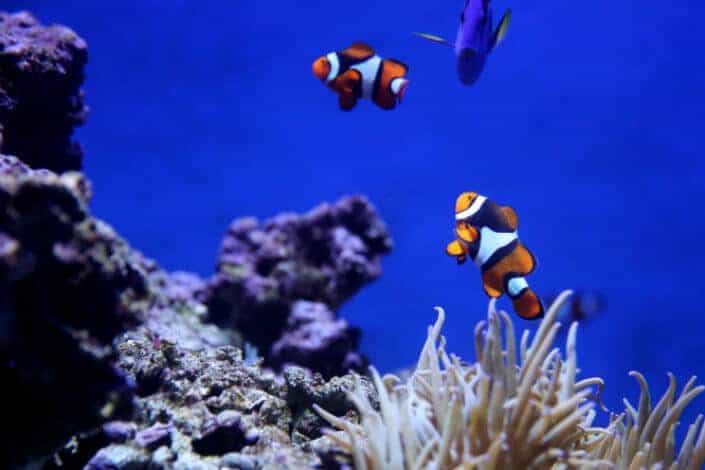 Clown fishes swimming under a deep blue sea 