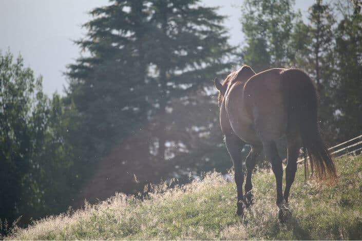 Would You Rather Questions Clean - Would you rather have a horse’s tail or a unicorn horn