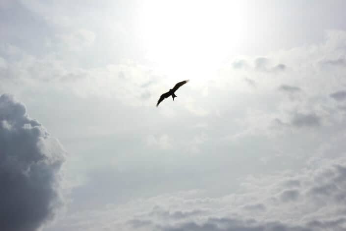 silhouette of bird flying