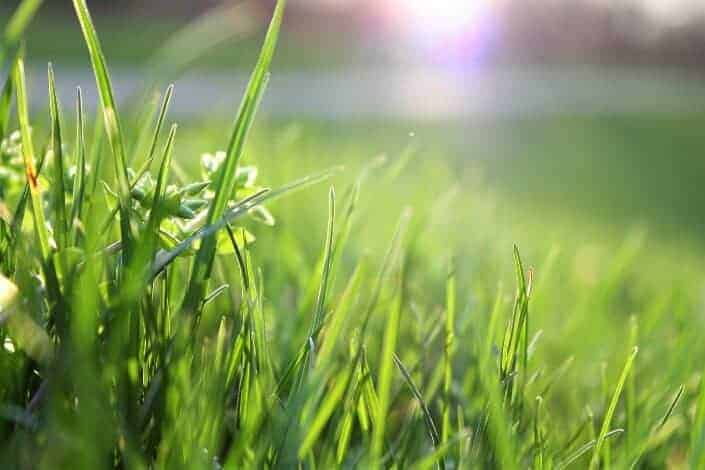 Grass on a sunny day