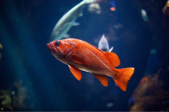 underwater photography of red fish