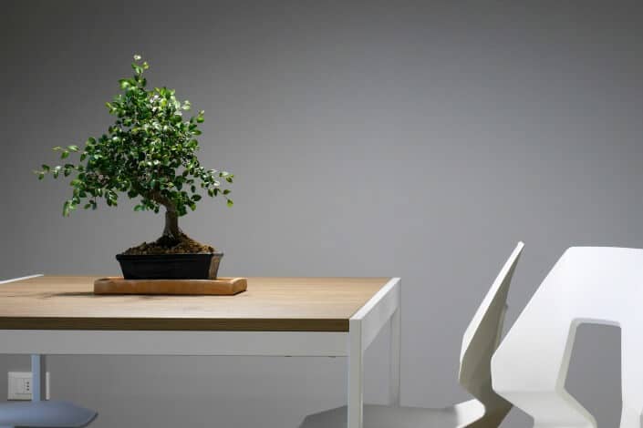 bonsai on a table