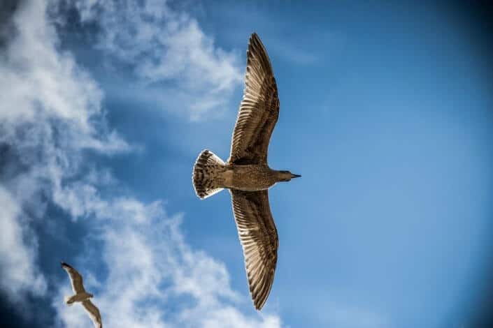 photography of a flying bird