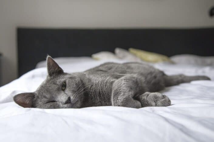 adorable-animal-bed-bedroom-pexels