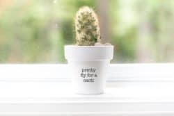 Cactus plant pot