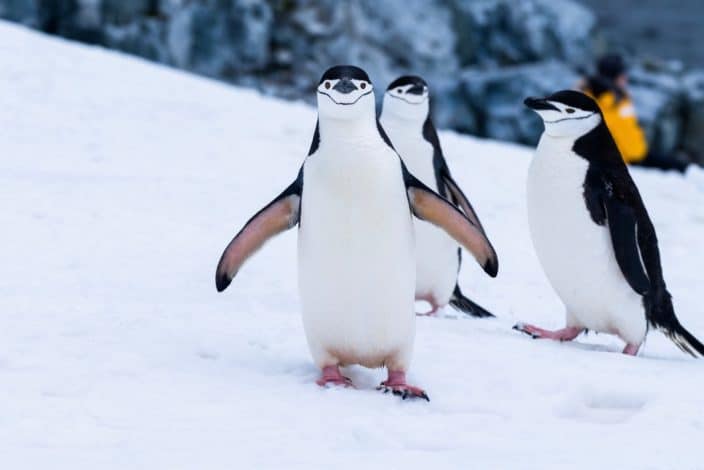 Adventurous things to do - See penguins in Antarctica.jpeg