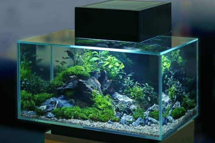 Hobbies for women-aquarium