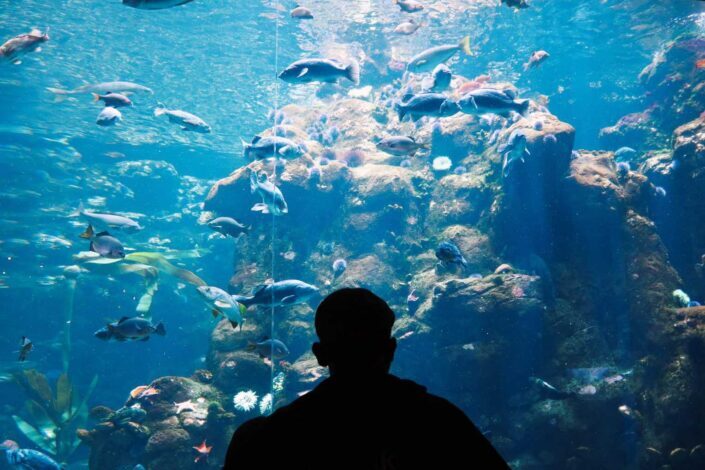 Man watching different sorts of fishes in a huge aquarium