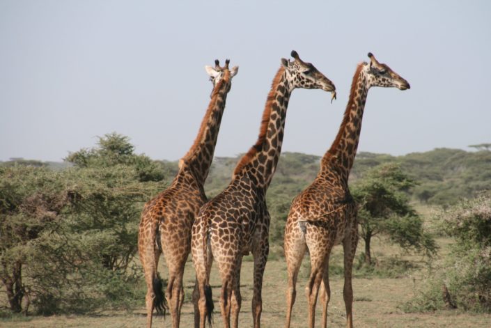Funny Get to Know You Questions - What animal would be the most terrifying if it could speak.jpeg