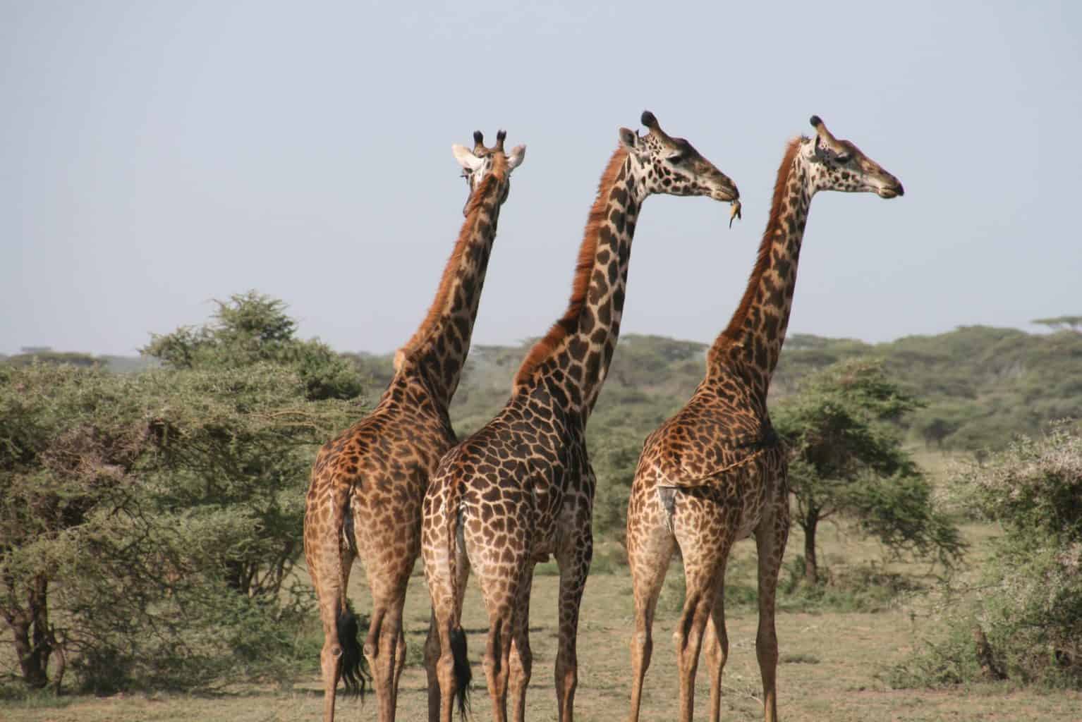 Three giraffe walking in an open field