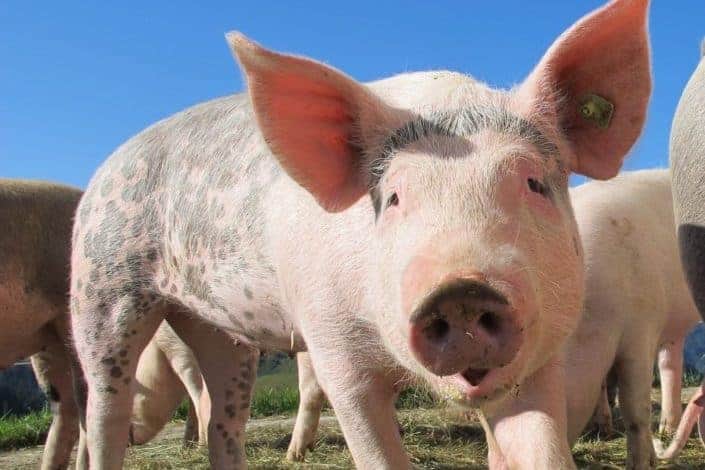 Embarrassing Dares - Pretend to be a pig and start sniffing all over the people in your group.jpg