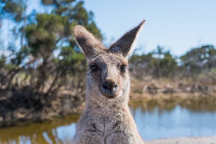 Best Trivia for Kids - 5 Which country is home to the kangaroo? Australia.jpg