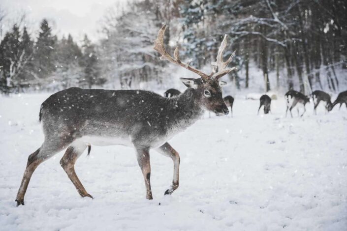 reindeer in the snow