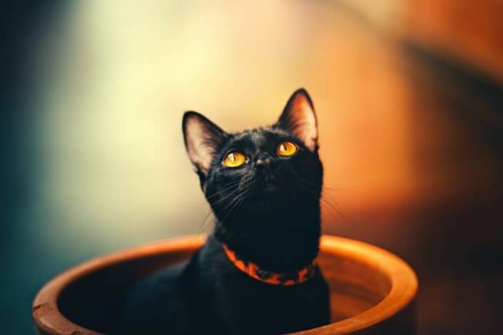 Halloween Trivia for Kids - Black cats are known for what superstitious belief? Bad luck.jpg