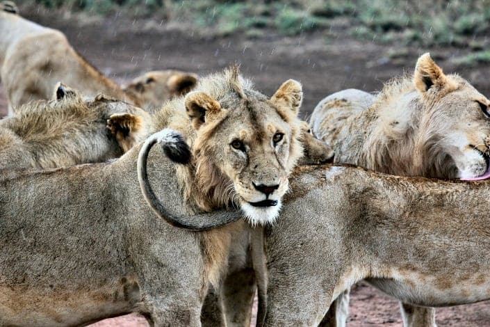 Funny trivia questions - What is a group of lions called