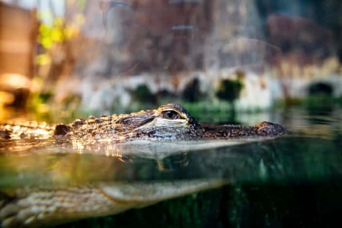 Funny Trivia Questions - What Reptile Can't Stick Its Tongue Out