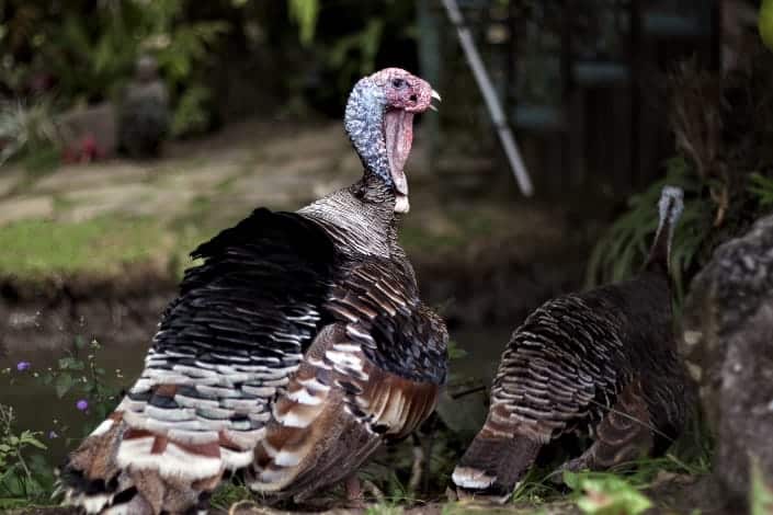 Funny trivia questions - What Are Male Turkeys Called