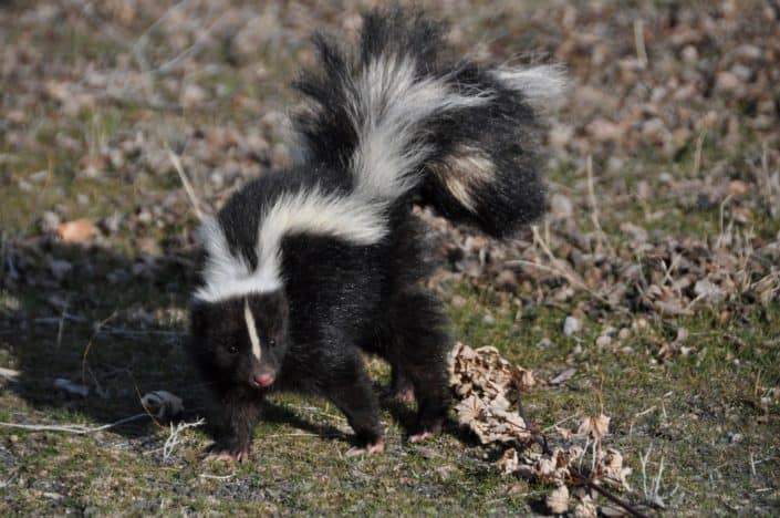 In Minnesota, it is illegal to tease what type of animal? Skunks.jpg