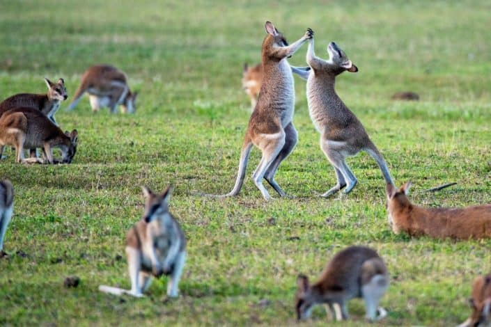 What animal can't walk backward? Kangaroo.jpg