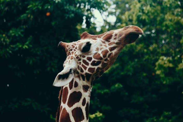 Fun Trivia for Kids - What is the world's tallest animal? Giraffe.jpg