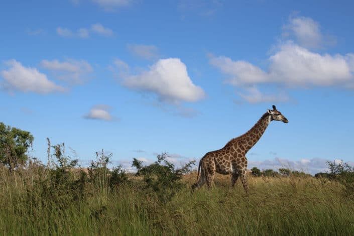 Which is the tallest mammal in the world? Giraffe.jpg