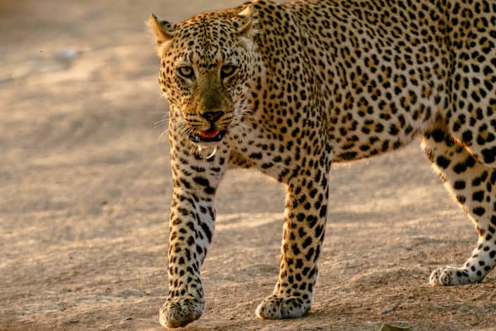 Who is the world’s fastest land animal? Cheetah.jpg