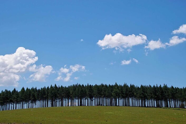 Line of pine trees