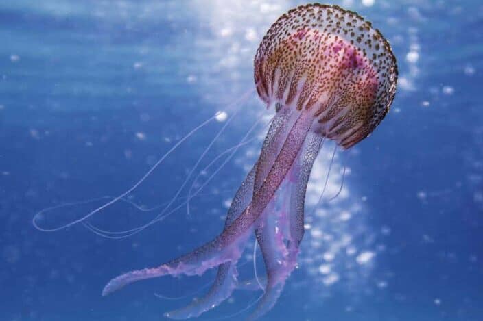 141 Trivia Questions for Adults - Which fish will evaporate if left in the sun? Jellyfish
