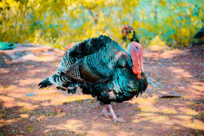 141 Trivia Questions for Adults - How many feathers a grown turkey has? 3,500