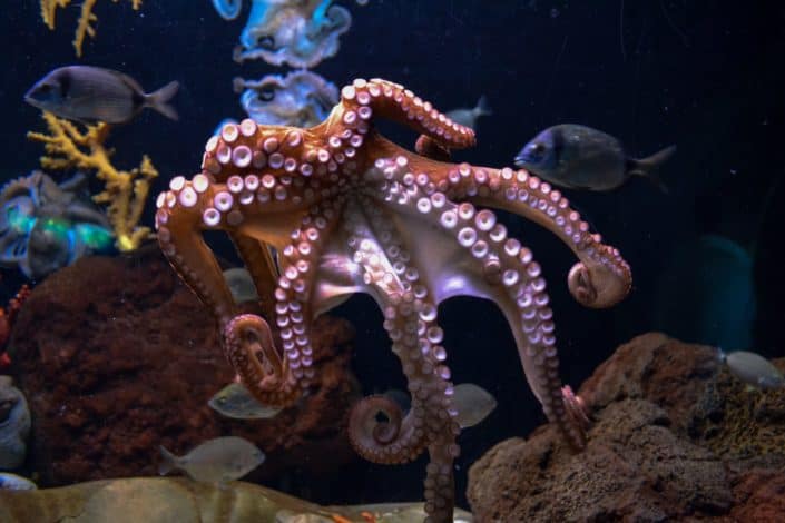 How many hearts does an octopus have? Answer: Three