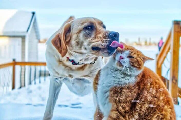 Dog licking cat's face