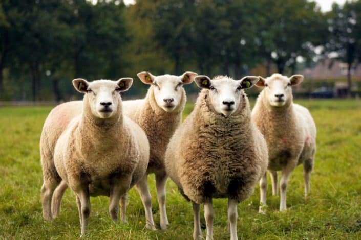 Which woolly animal is the most mentioned in the Bible? Answer: Sheep.jpg