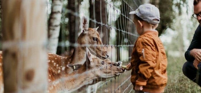 Boy feeding deer