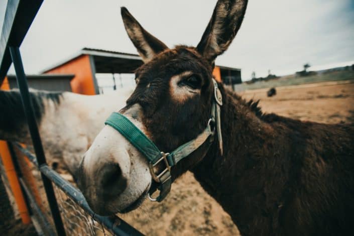 Bible trivia questions and answers - Who actually had an argument with his donkey