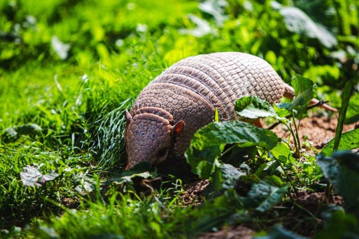 How many babies do armadillos have at once? four.jpg