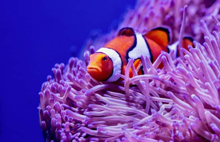 In Walt Disney’s 2003 film “Finding Nemo”, what type of fish is Nemo?Clown Fish.jpg