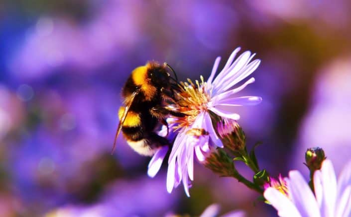 ¿Cuál es la sustancia dulce que elaboran las abejas? Miel.jpg