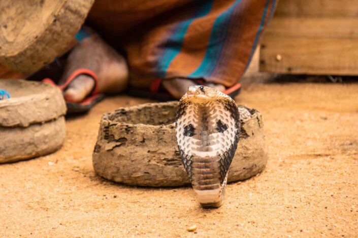 snake charmed by snake charmer