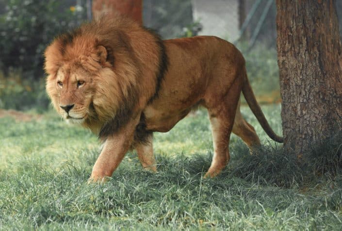 Which Disney movie has a song called "Hakuna Matata"?The Lion King.jpg