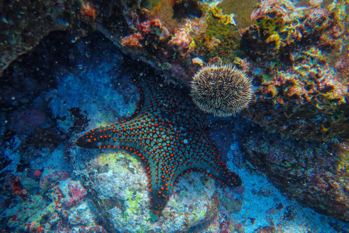 Which kids' show contains a starfish that lives on the bottom of the sea