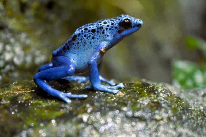 Closeup photography of blue frog on land