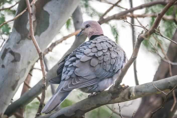 white bird sitting on the branch