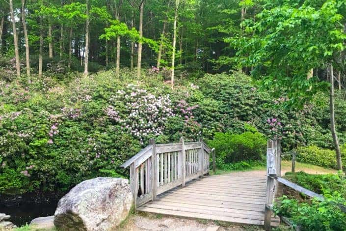 beautiful park with a bridge