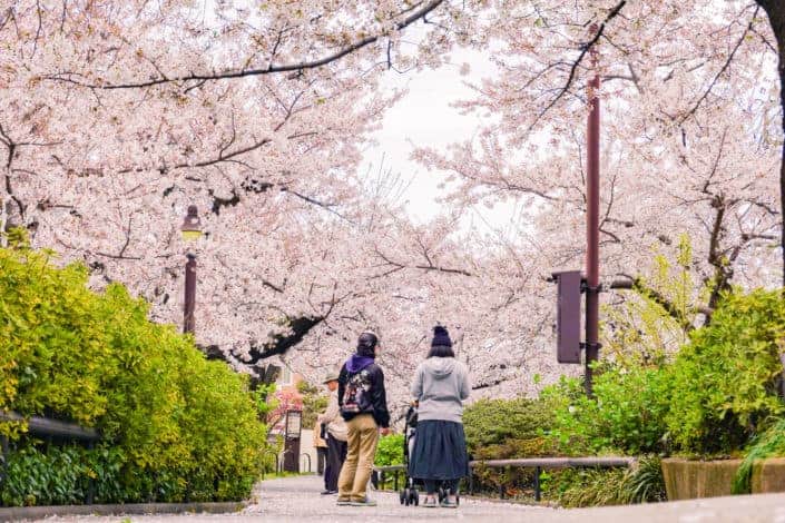 two person looking at the cherry blossom