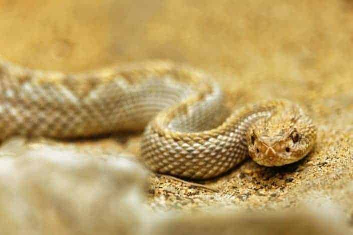 snake on the sand